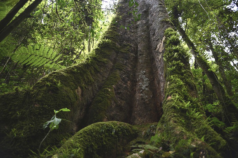 Nyungwe Forest National Park